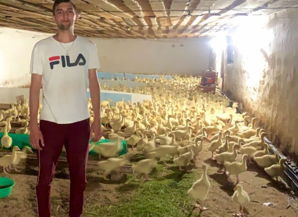 Любовью к птицам наполнена ферма Расула Тимербулатова, главы крестьянско — фермерского хозяйства в Шмалакском сельском поселении.